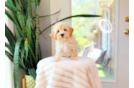 Cute Maltipoo Baby