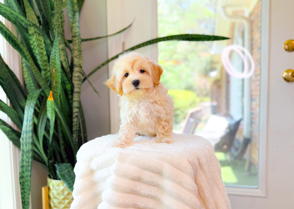 Cute Maltipoo Baby