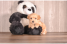 Cute Maltipoo Poodle Mix Pup