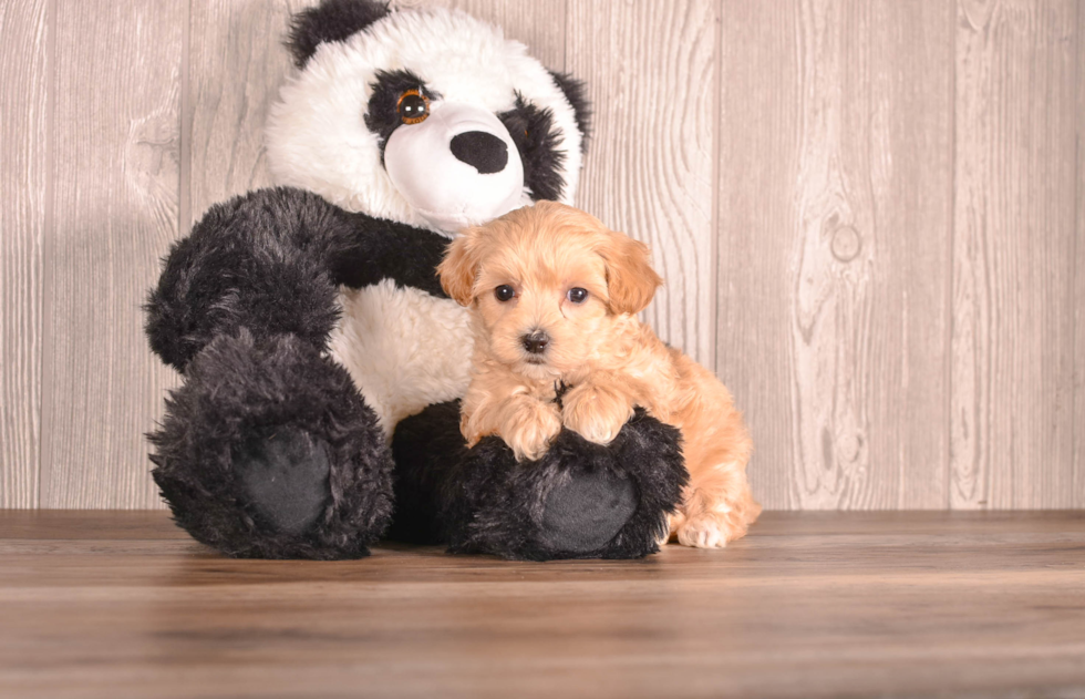 Cute Maltipoo Poodle Mix Pup