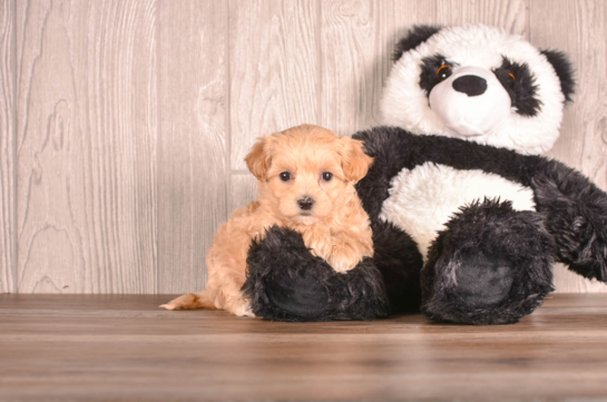 Cute Maltipoo Poodle Mix Pup