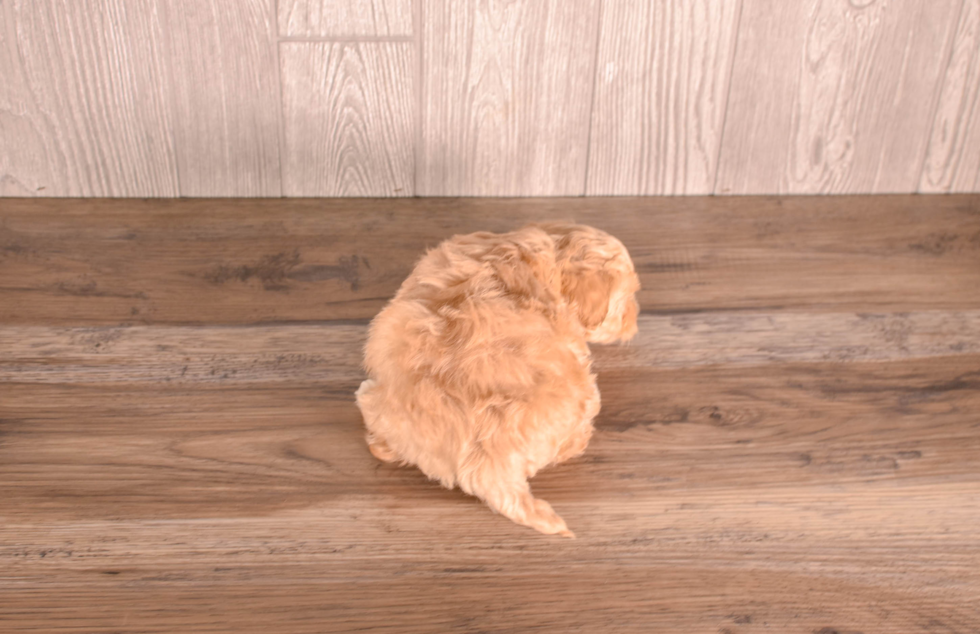 Cute Maltipoo Poodle Mix Pup