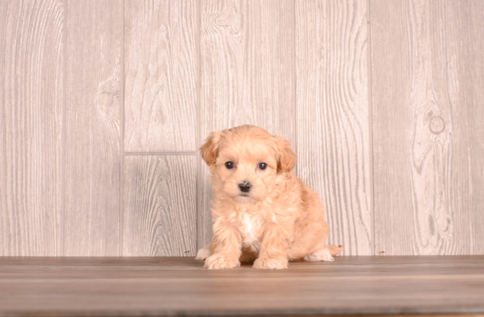 Cute Malt a Poo Poodle Mix Puppy