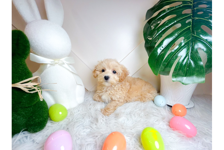 Maltipoo Puppy for Adoption