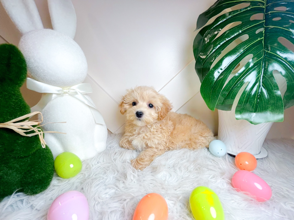 Maltipoo Puppy for Adoption