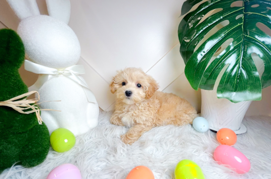 Maltipoo Puppy for Adoption