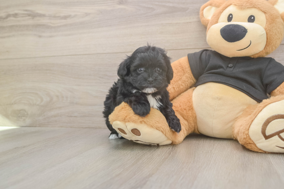 Meet Asia - our Maltipoo Puppy Photo  2/3 - Simply Southern Pups Happy Maltipoo Baby