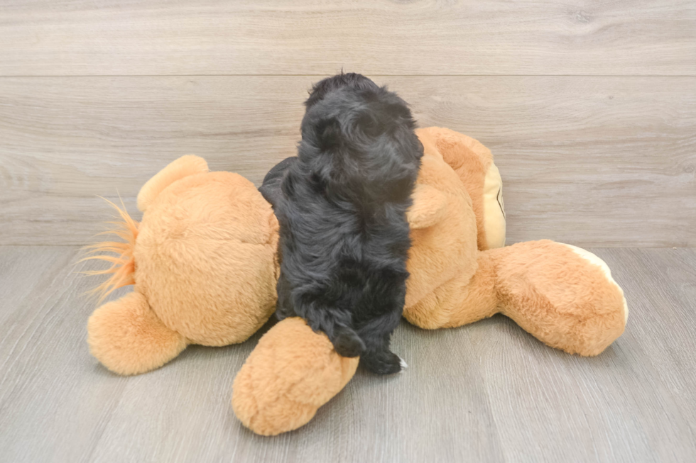 Meet Asia - our Maltipoo Puppy Photo  3/3 - Simply Southern Pups Small Maltipoo Baby