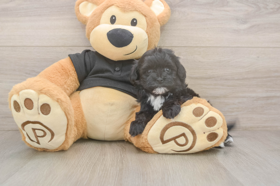 5 week old Maltipoo Puppy For Sale - Simply Southern Pups