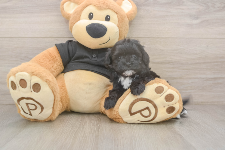 Meet Asia - our Maltipoo Puppy Photo  1/3 - Simply Southern Pups Maltipoo Puppy for Adoption