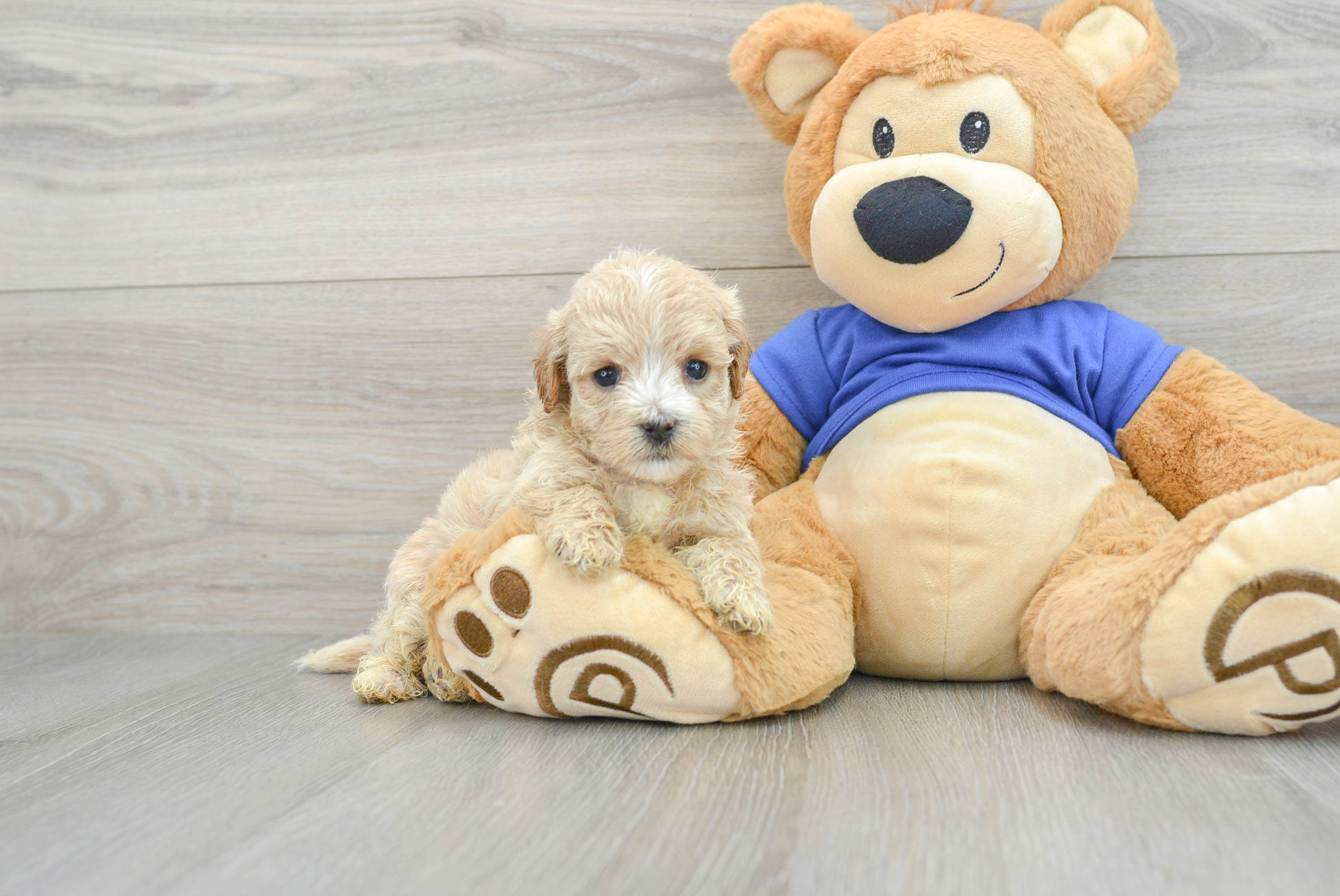 Teddy maltipoo outlet