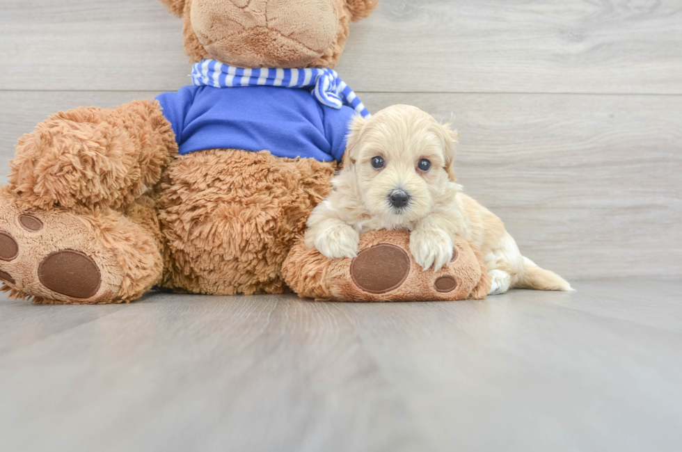 6 week old Maltipoo Puppy For Sale - Simply Southern Pups