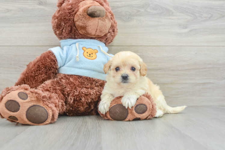 Maltipoo Puppy for Adoption