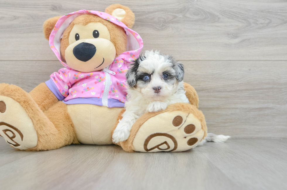 6 week old Maltipoo Puppy For Sale - Simply Southern Pups