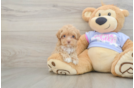 Smart Maltipoo Poodle Mix Pup