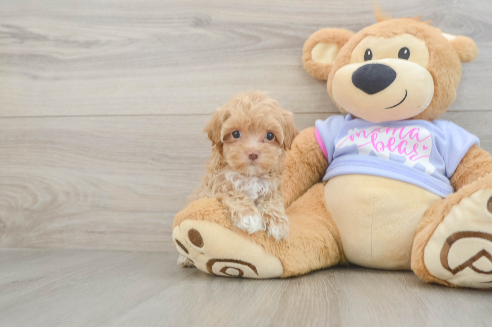 Smart Maltipoo Poodle Mix Pup
