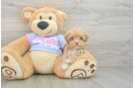 Maltipoo Puppy for Adoption
