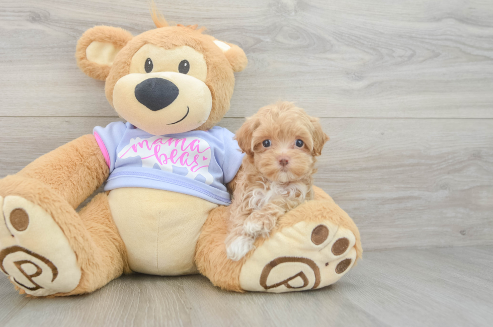 5 week old Maltipoo Puppy For Sale - Simply Southern Pups