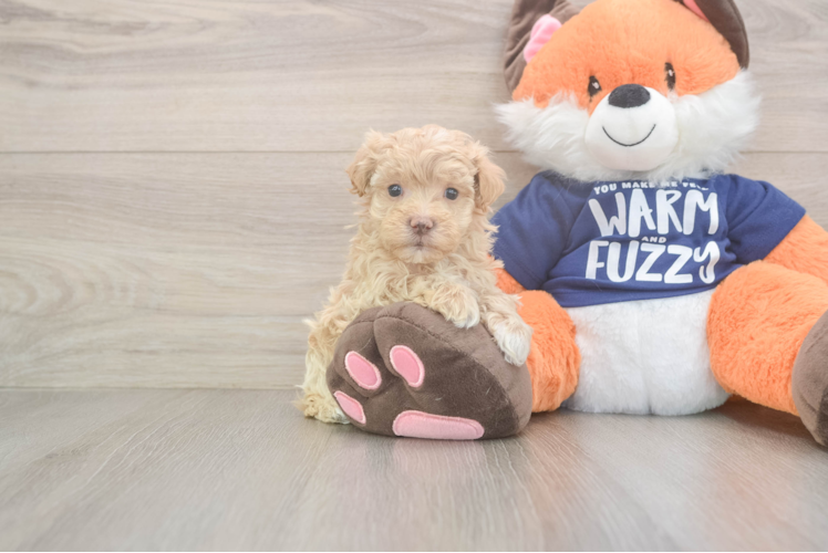 Maltipoo Puppy for Adoption