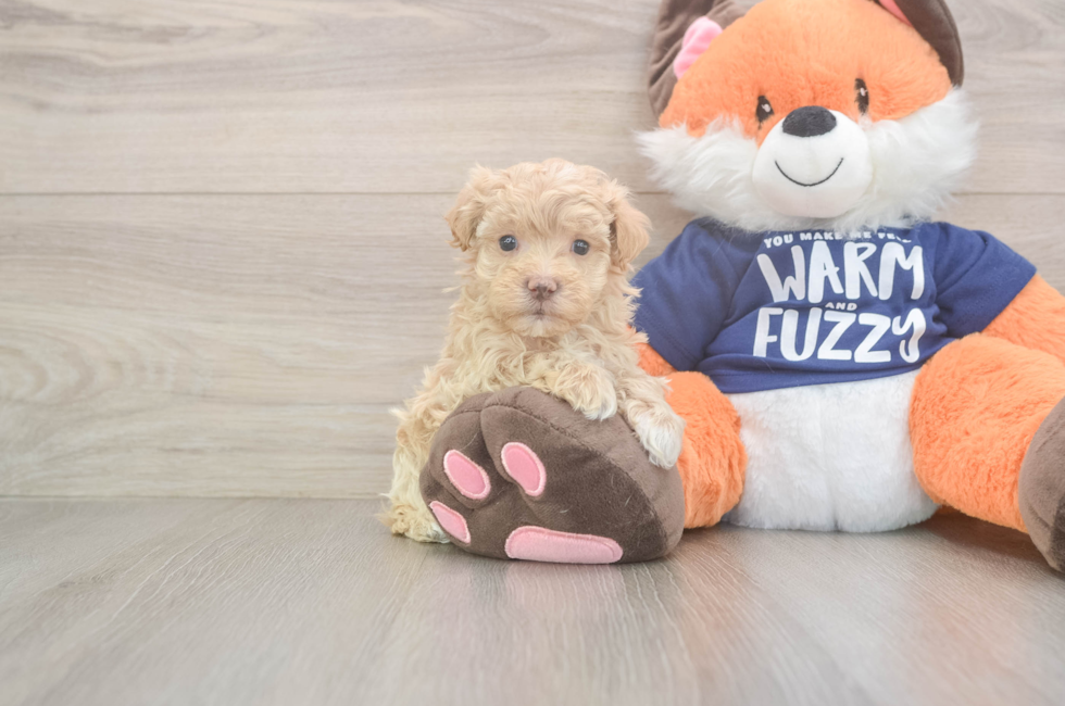 7 week old Maltipoo Puppy For Sale - Simply Southern Pups