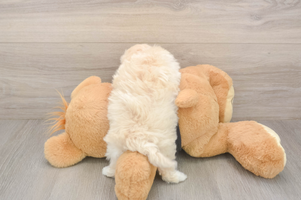 Maltipoo Pup Being Cute