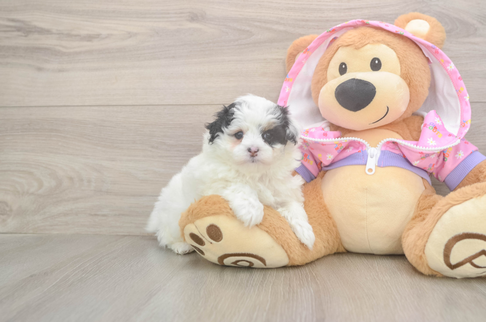 5 week old Maltipoo Puppy For Sale - Simply Southern Pups