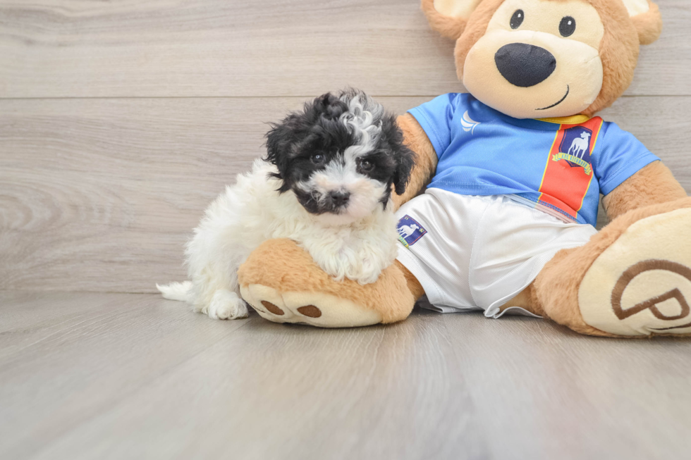 Small Maltipoo Baby