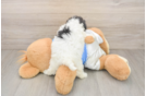 Funny Maltipoo Poodle Mix Pup