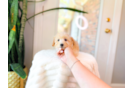 Cute Maltipoo Baby