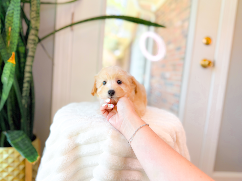 Cute Maltipoo Baby