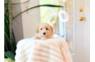 Cute Malt a Poo Poodle Mix Puppy