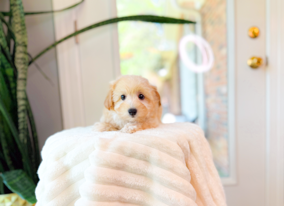 Cute Malt a Poo Poodle Mix Puppy