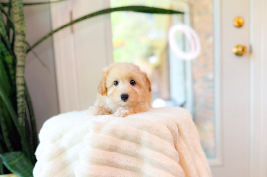 Cute Malt a Poo Poodle Mix Puppy