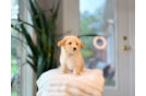 Maltipoo Pup Being Cute