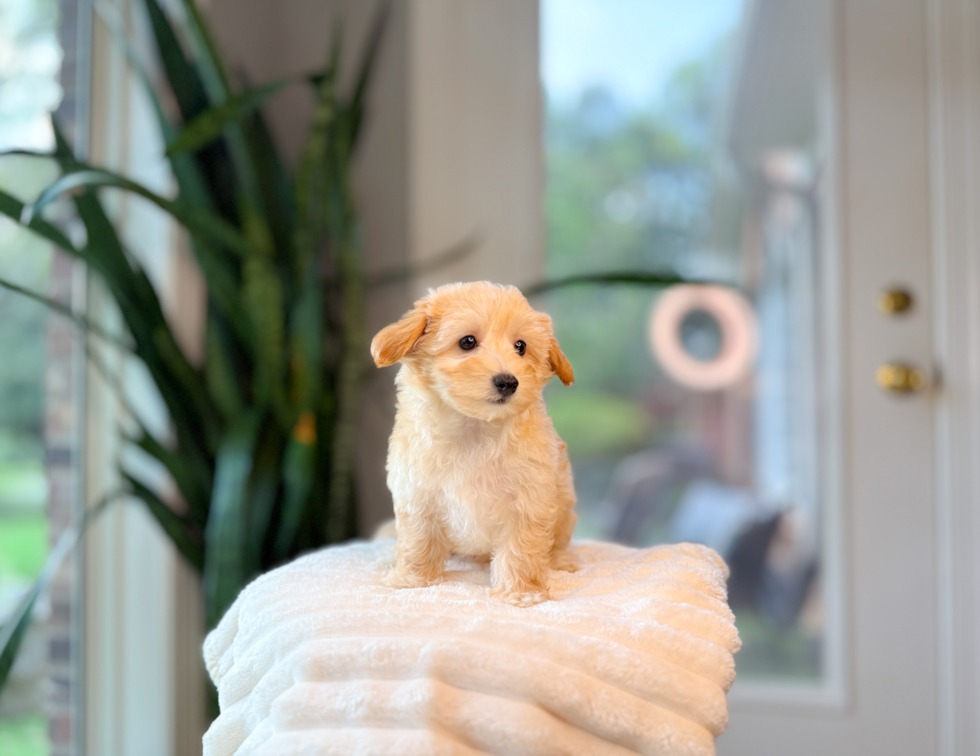 Maltipoo Pup Being Cute