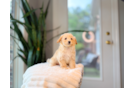 Maltipoo Puppy for Adoption