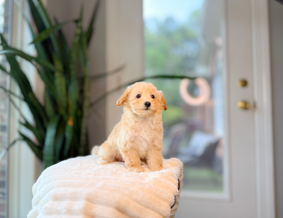 Maltipoo Puppy for Adoption