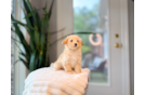 Cute Maltipoo Baby