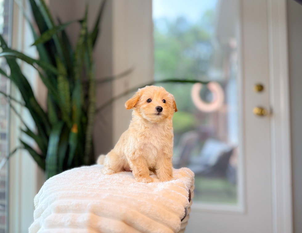 Cute Maltipoo Baby