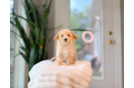 Maltipoo Pup Being Cute