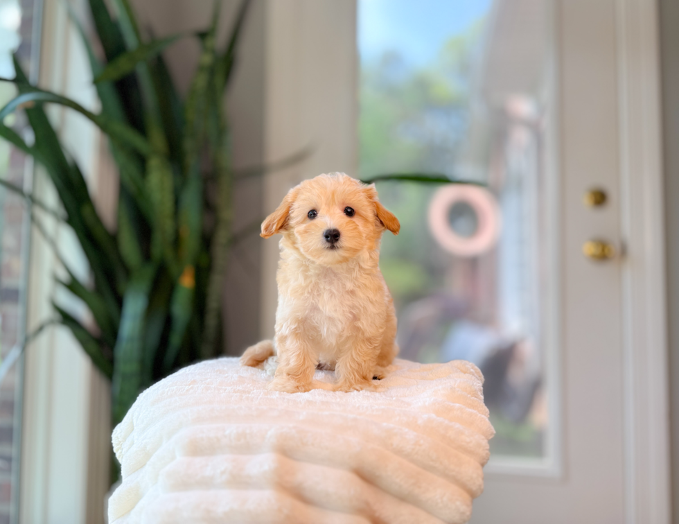 Maltipoo Pup Being Cute