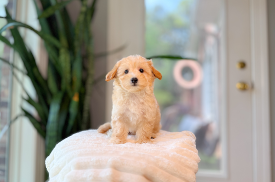 Maltipoo Pup Being Cute