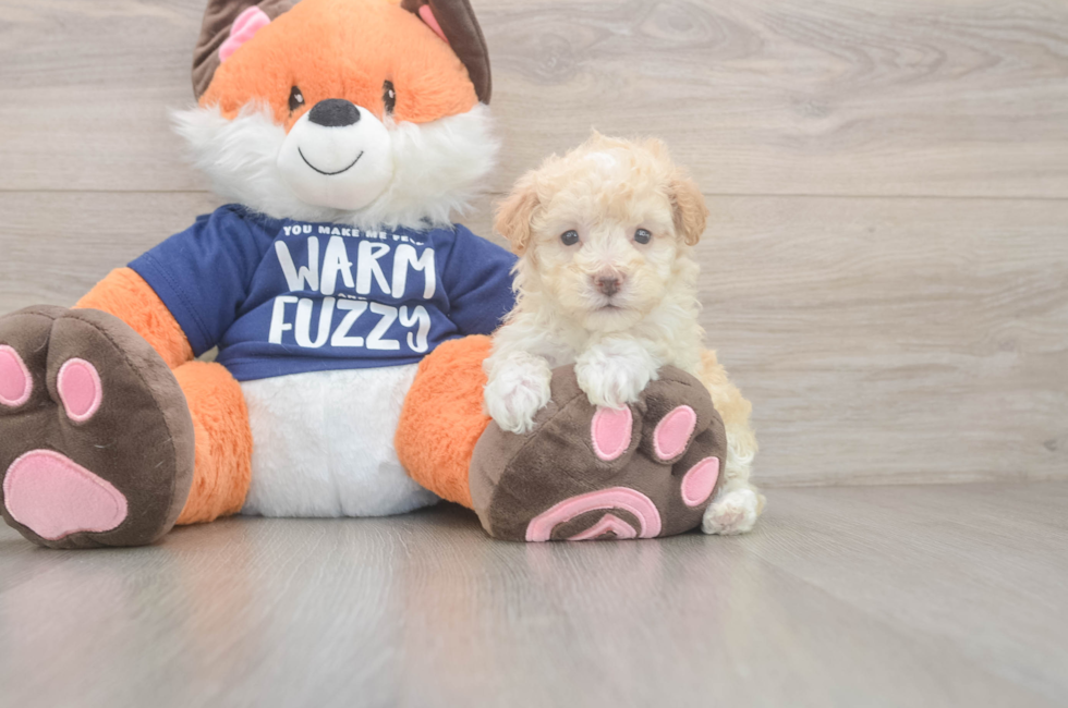 7 week old Maltipoo Puppy For Sale - Simply Southern Pups