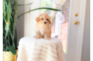 Maltipoo Pup Being Cute
