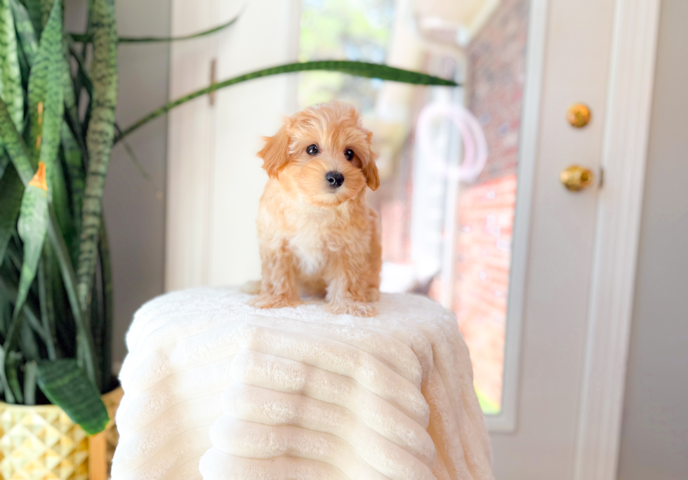 Maltipoo Pup Being Cute