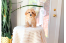 Best Maltipoo Baby
