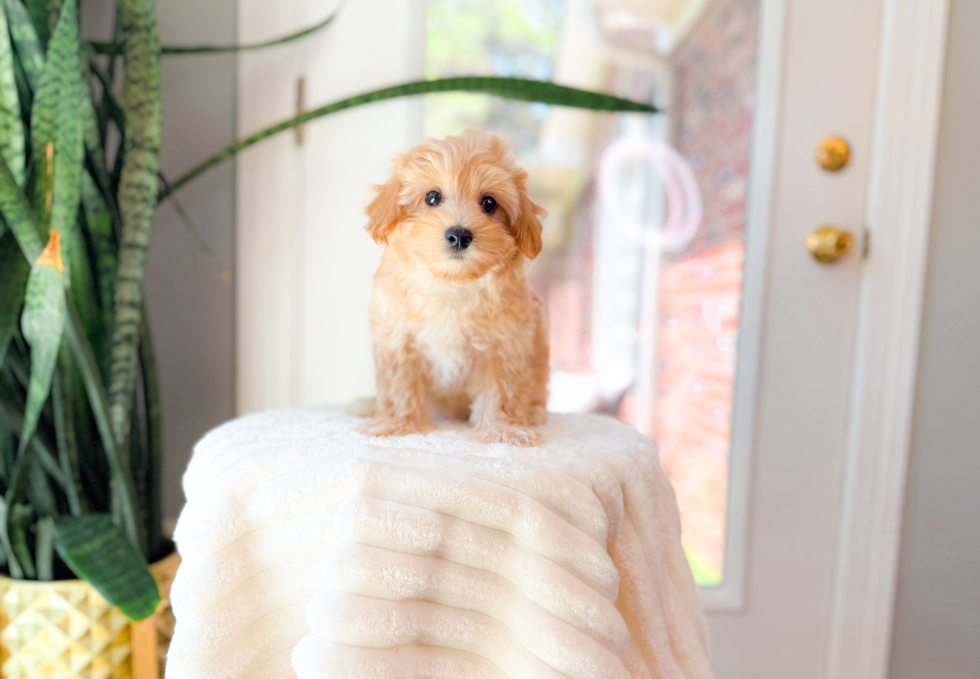 Best Maltipoo Baby