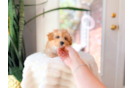 Cute Maltipoo Baby