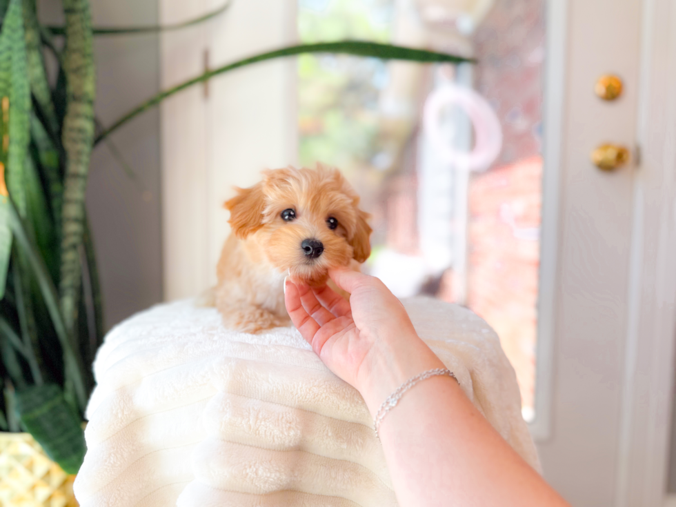 Cute Maltipoo Baby