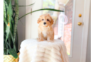 Maltipoo Pup Being Cute